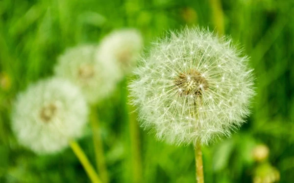 Close-up of a dandelion seed head against a blurred green background, captured in stunning 4K Ultra HD for a vibrant nature desktop wallpaper.