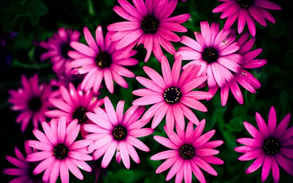 Vibrant clusters of pink daisies bloom against a dark backdrop, creating a striking nature scene. This HD wallpaper offers a beautiful floral display for your desktop background.