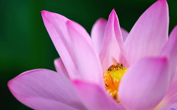 HD desktop wallpaper featuring a close-up of a bee perched on the vibrant pink petals of a blooming flower with a blurred green background.