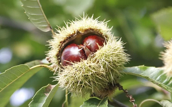 HD nature wallpaper featuring a close-up of a chestnut partially enclosed in its spiky green husk on a leafy branch.