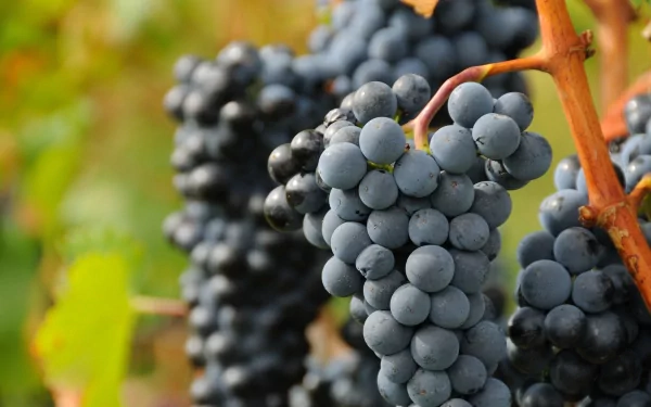 A close-up of ripe grapes hanging on vines, showcasing their rich color and texture. This vibrant image serves as a stunning HD desktop wallpaper or background.