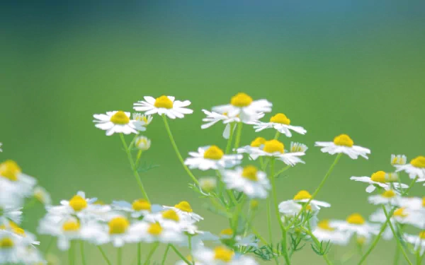 HD PC desktop wallpaper featuring a close-up of white daisies with yellow centers against a soft green nature background.