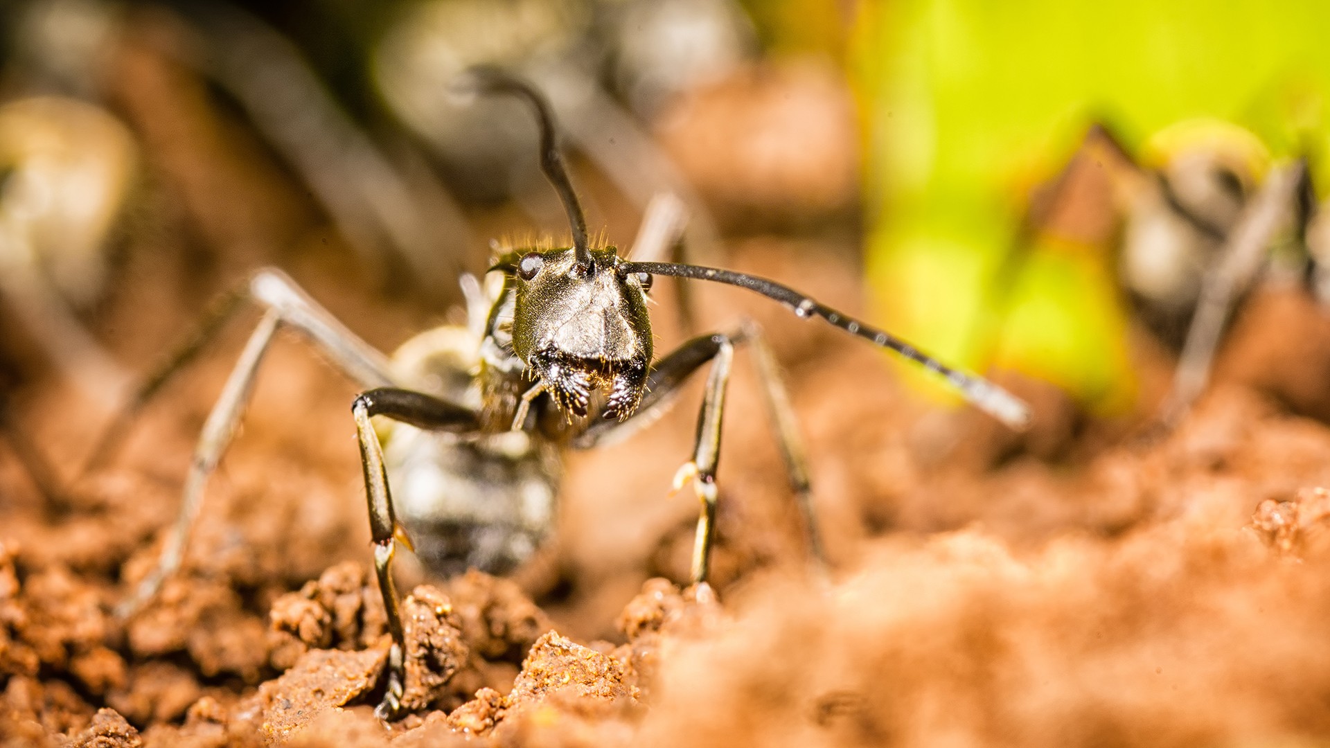 Download Animal Insect HD Wallpaper