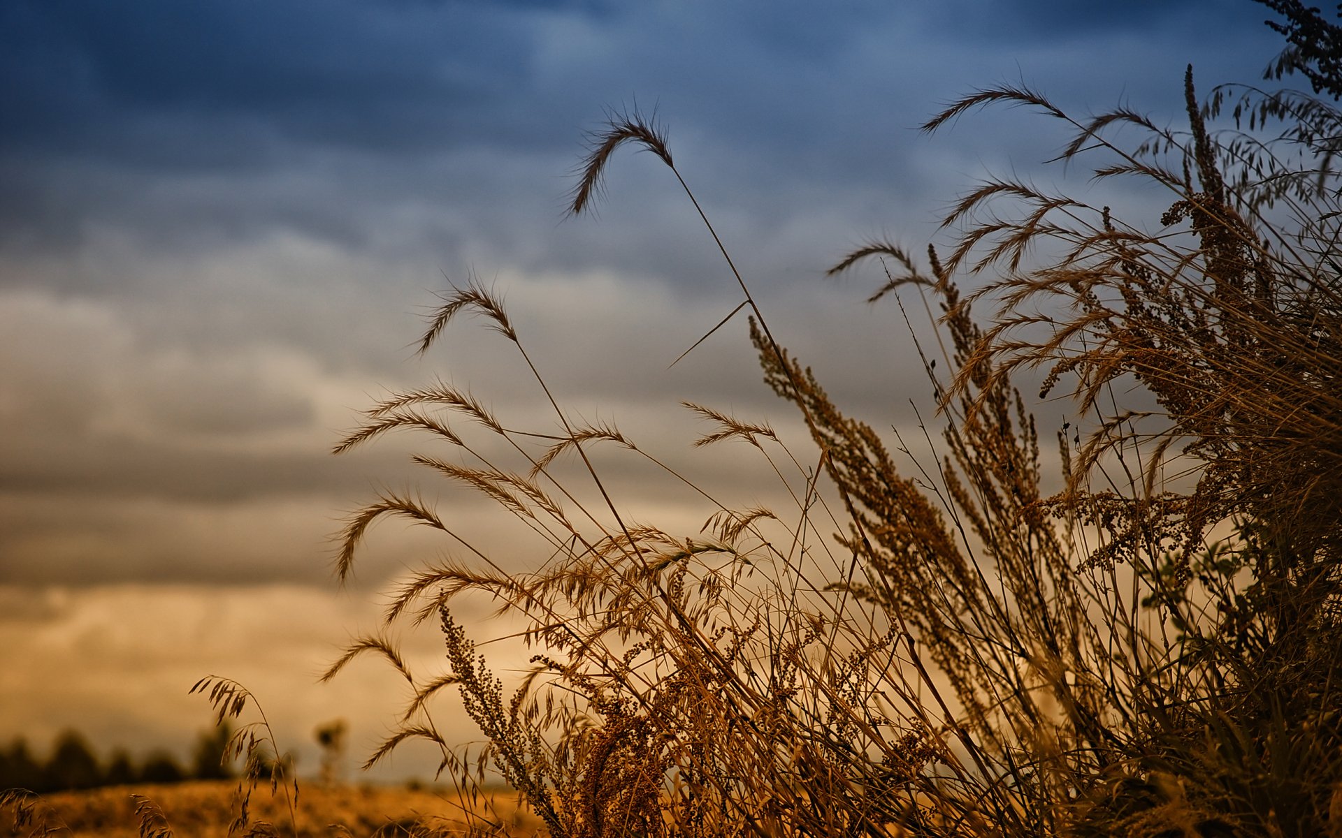 HD desktop wallpaper featuring tall grasses silhouetted against a moody sky, capturing a serene moment in nature.