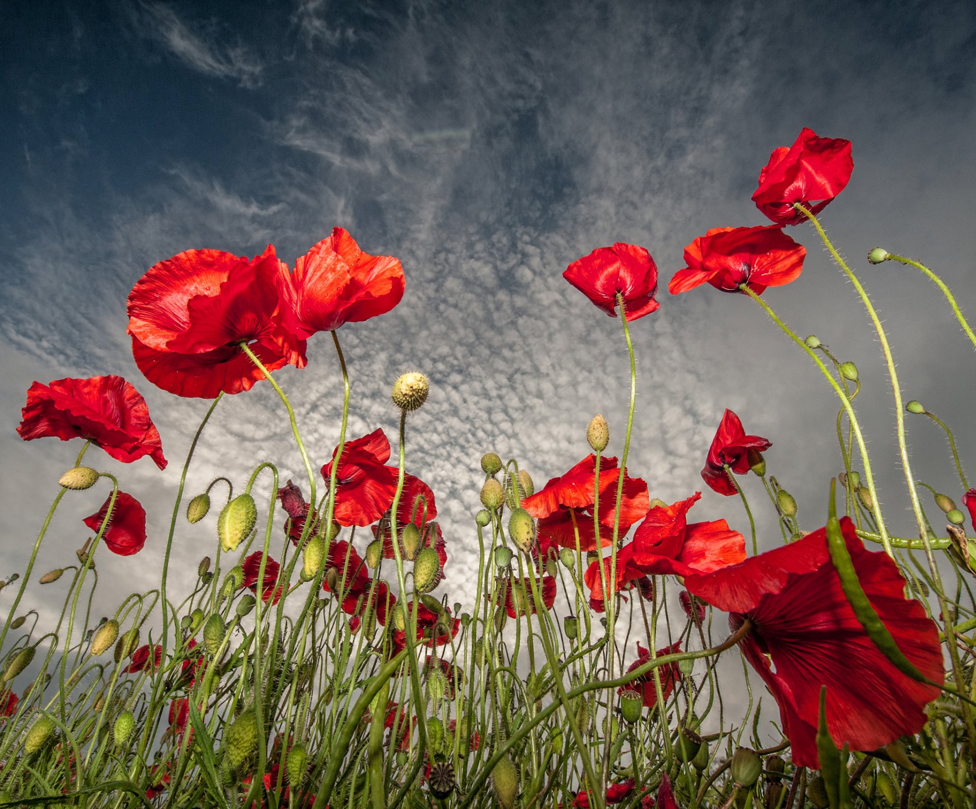 A vibrant field of red poppies sways under a dramatic sky, bringing a burst of nature's beauty to this HD desktop wallpaper and background.