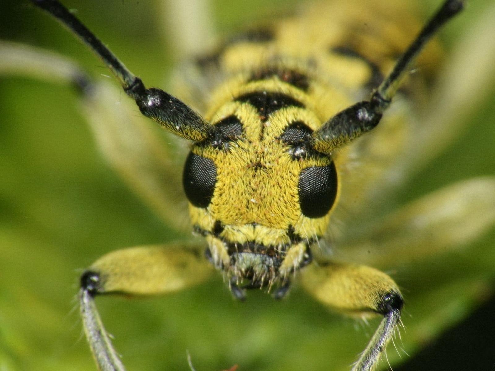 Animal Insect Wallpaper