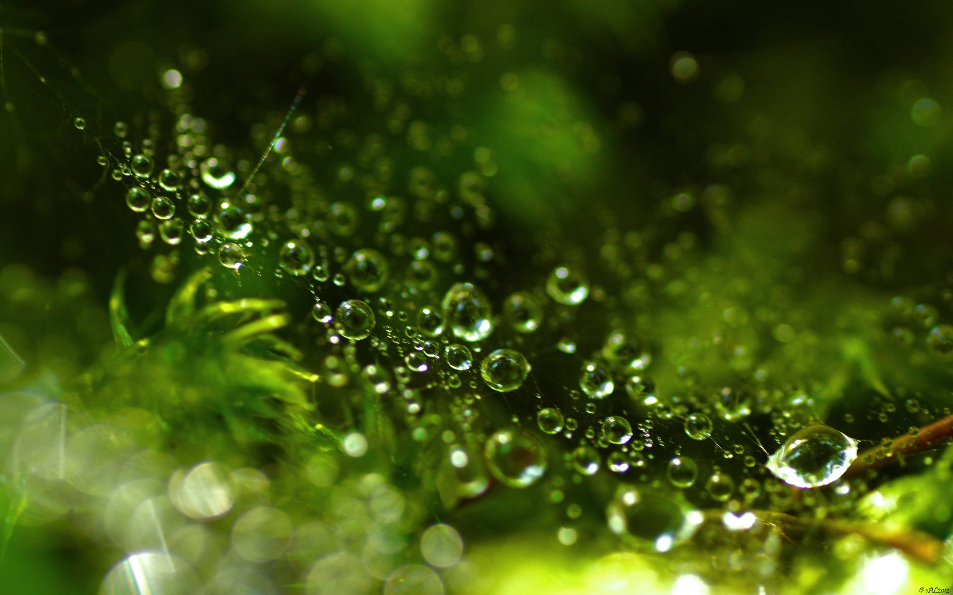 Nature Water Drop HD Wallpaper