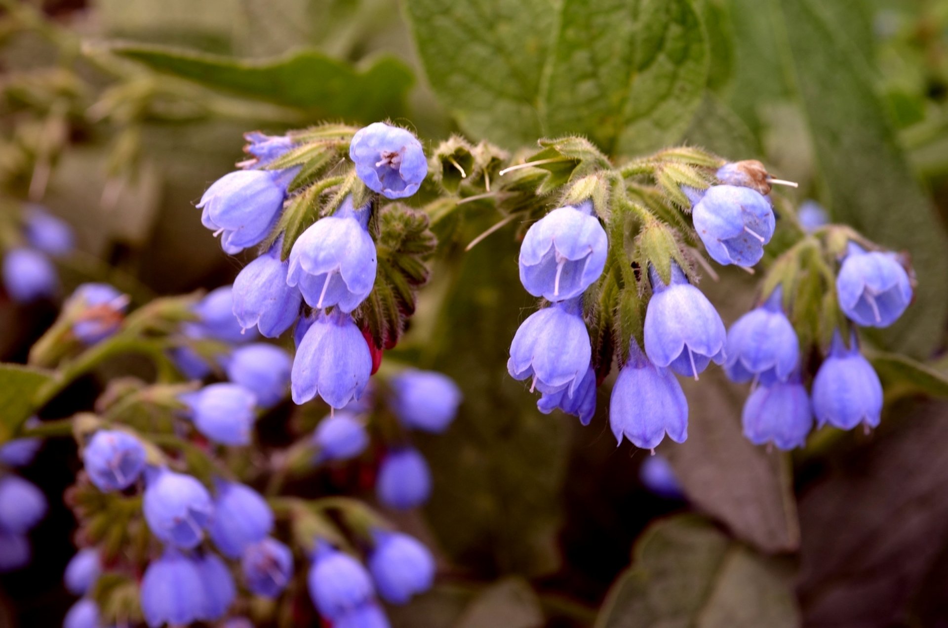 A close-up of delicate blue flowers against a soft green background, showcasing the beauty of nature. This image serves as an HD desktop wallpaper and background.