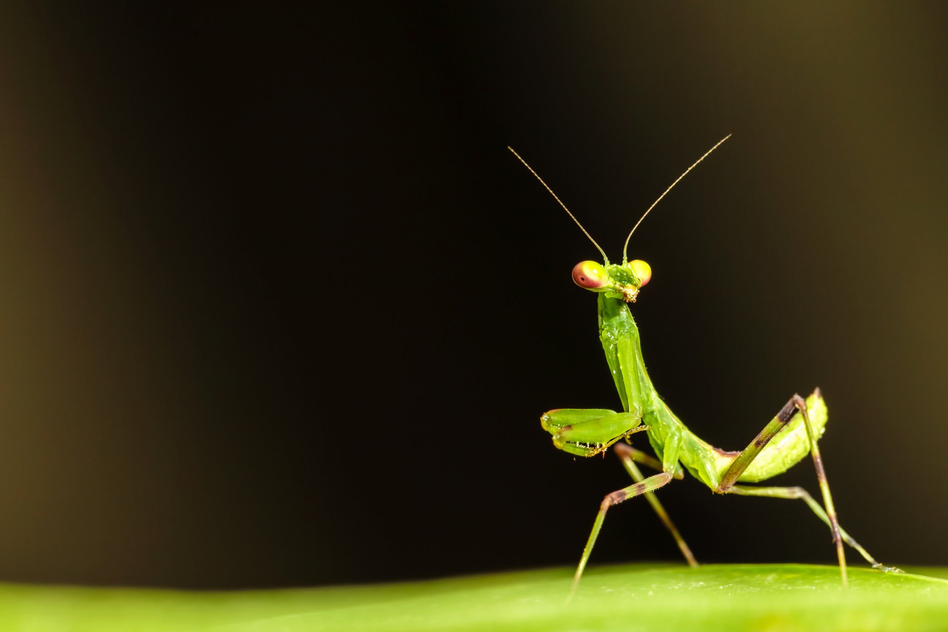 Close-up of a praying mantis perched on a green surface against a dark, blurred background, captured in high definition for a striking PC desktop wallpaper.