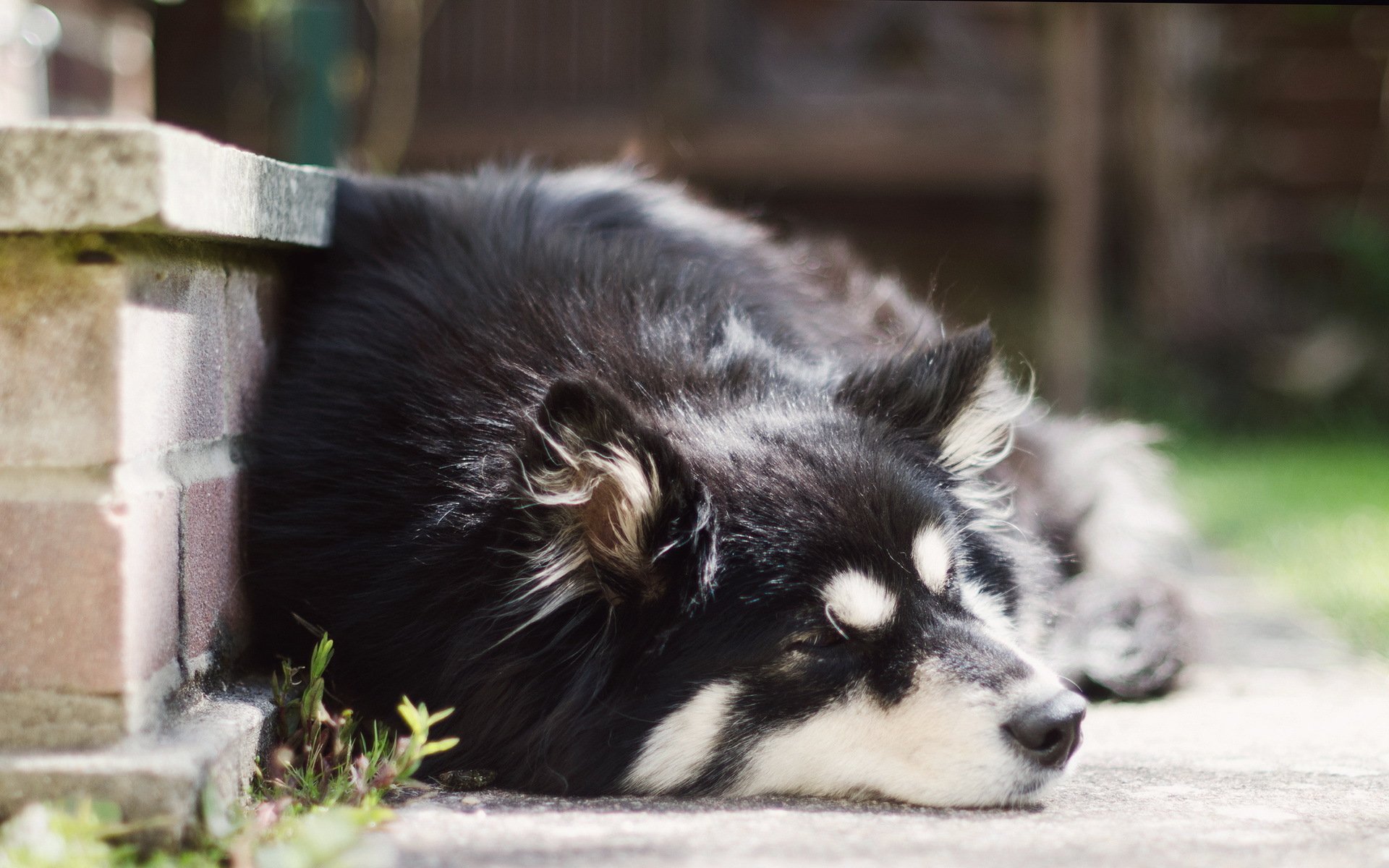 A serene black and white dog peacefully sleeping on a stone patio, surrounded by greenery, captured in high definition for a stunning desktop wallpaper.