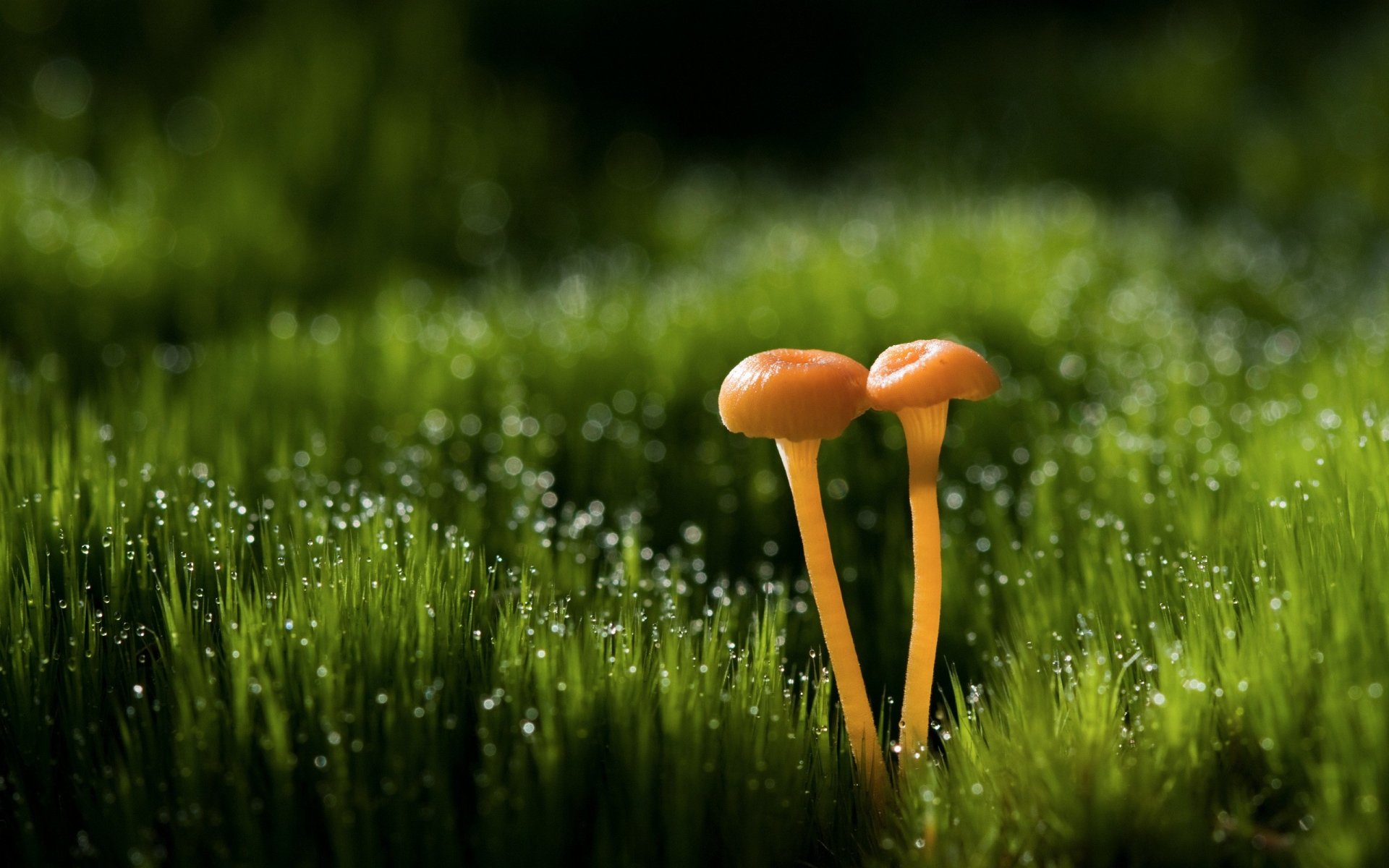 Close-up of two vibrant orange mushrooms emerging from lush green moss, adorned with dew droplets, capturing the beauty of nature in a serene HD desktop wallpaper.
