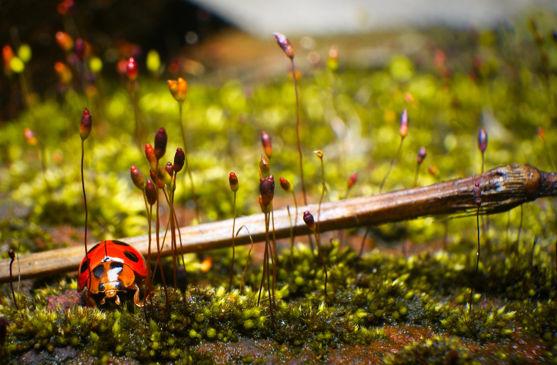 A close-up HD desktop wallpaper featuring a vibrant ladybug on green moss with delicate plant stems in sharp detail.