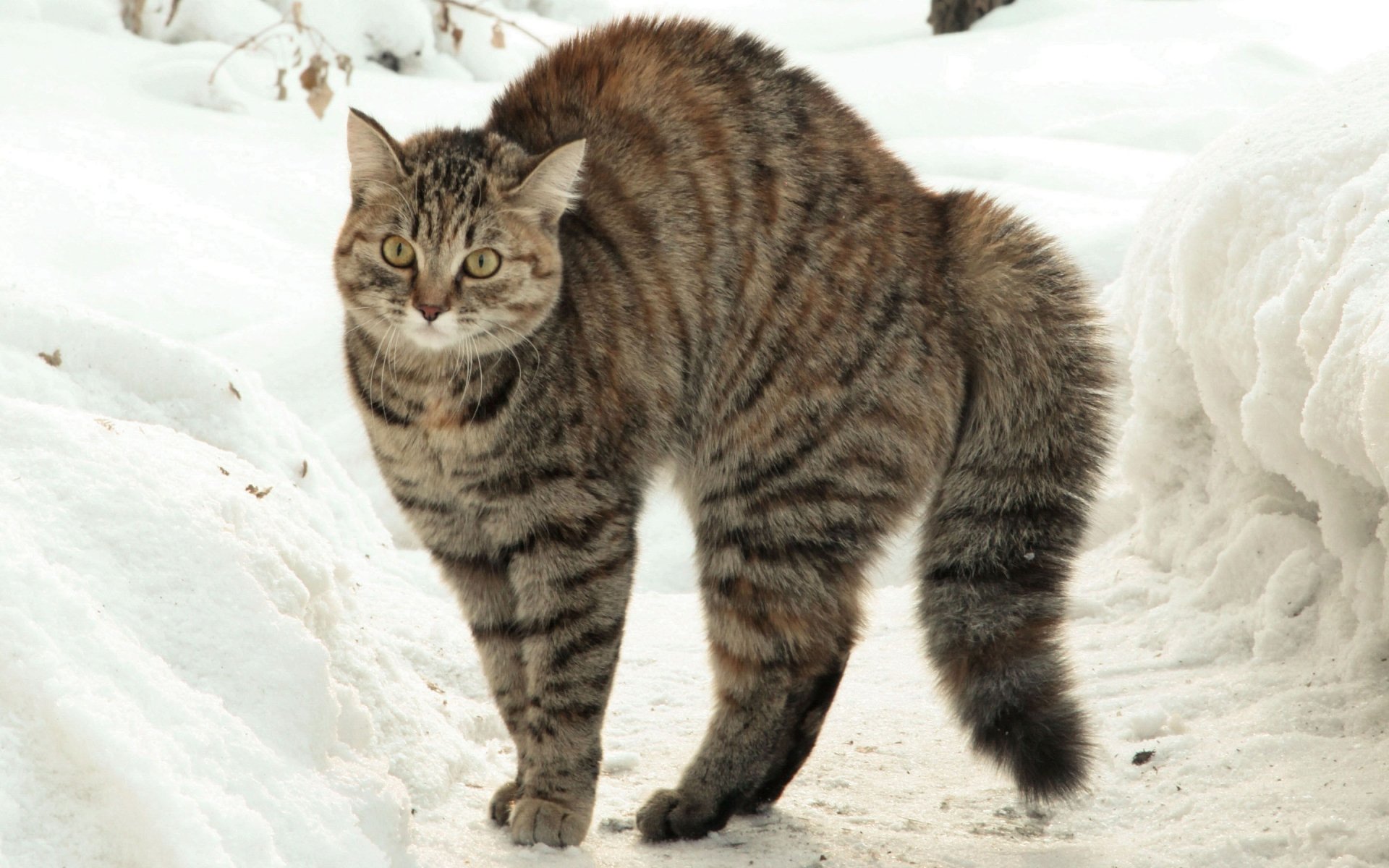A cat with distinct stripes stands on a snowy path, showcasing its curious posture. This HD wallpaper captures the essence of a snowy winter landscape with feline charm.