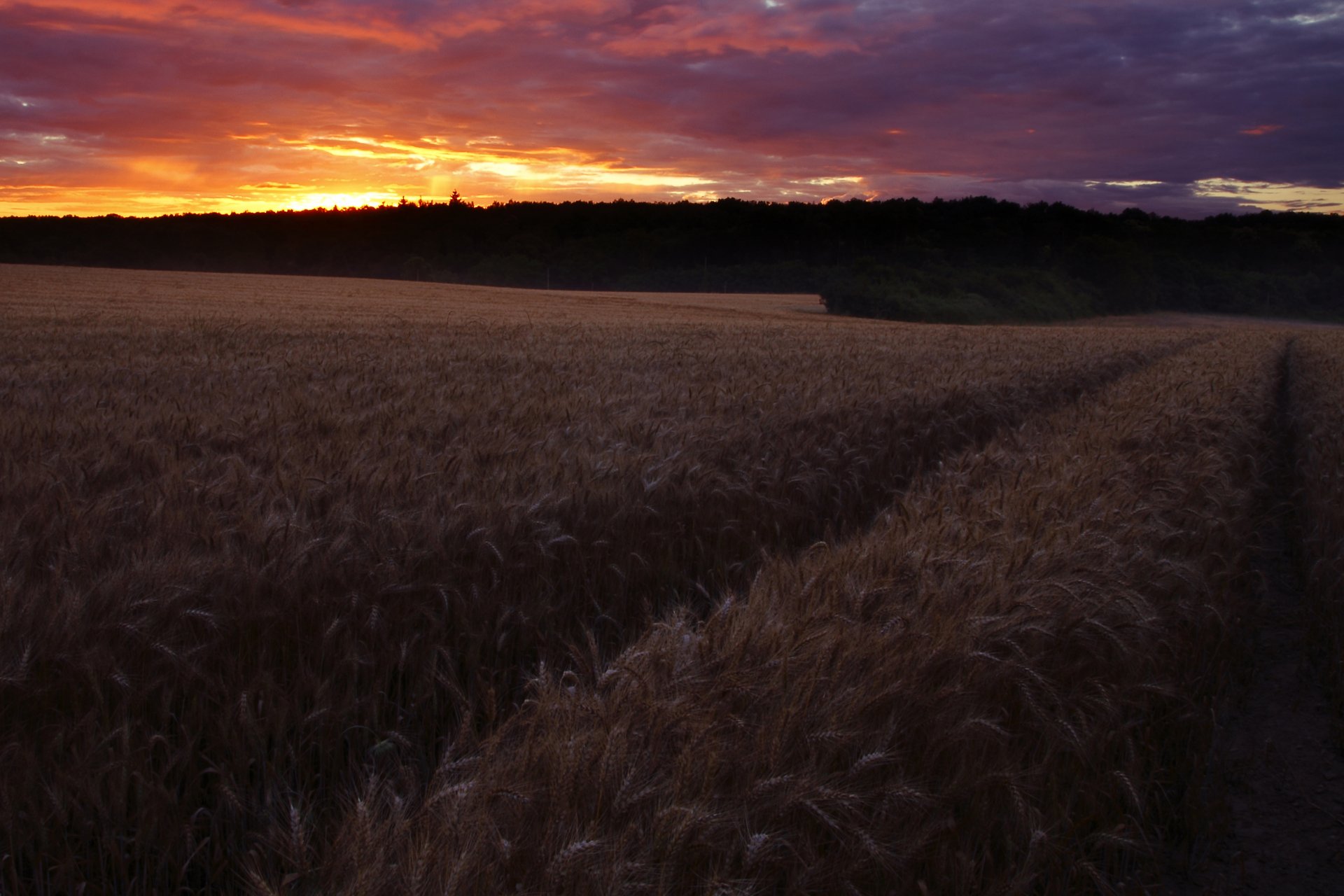 Nature field at dusk: golden wheat rows under a dramatic purple-orange sunset, 2K Quad HD PC desktop wallpaper and background.