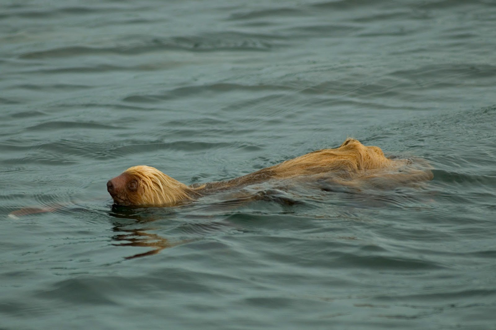 Download Animal Three Toed Sloth Wallpaper