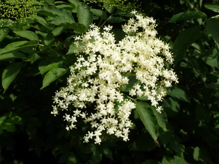 HD PC desktop wallpaper featuring a close-up of delicate white blossoms surrounded by lush green leaves in a natural setting.