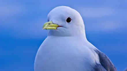 HD PC desktop wallpaper featuring a close-up of a seagull with a clear blue sky background.
