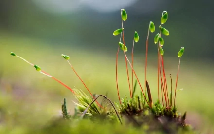 A close-up of delicate green shoots emerging from moss, set against a softly blurred natural background, showcasing the beauty of nature. This image serves as an HD desktop wallpaper.