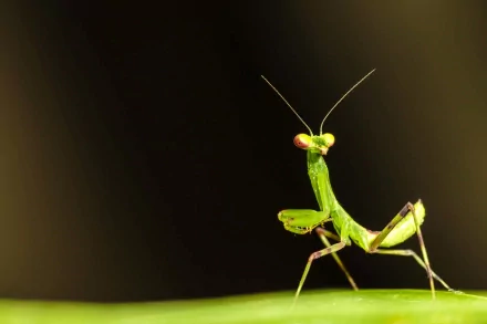 Close-up of a praying mantis perched on a green surface against a dark, blurred background, captured in high definition for a striking PC desktop wallpaper.