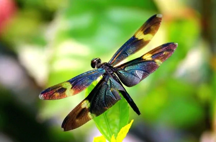 A vibrant dragonfly with multicolored wings rests on a leaf, showcasing intricate patterns against a blurred green background. This HD image serves as a stunning desktop wallpaper.