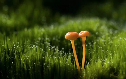 Close-up of two vibrant orange mushrooms emerging from lush green moss, adorned with dew droplets, capturing the beauty of nature in a serene HD desktop wallpaper.