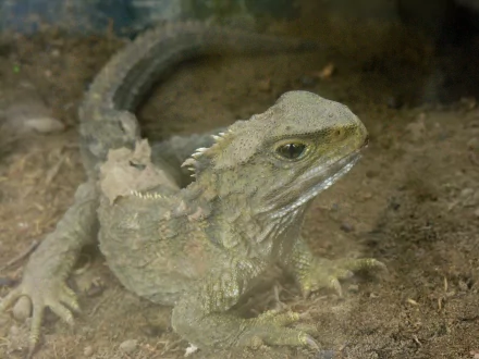 lizard Animal tuatara HD Desktop Wallpaper | Background Image