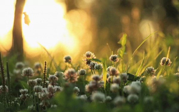 HD desktop wallpaper featuring a close-up of clover plants and weeds bathed in golden sunlight, capturing the beauty of nature in a serene outdoor setting.