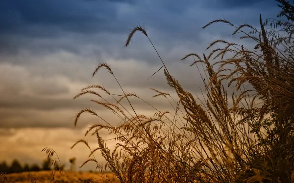 HD desktop wallpaper featuring tall grasses silhouetted against a moody sky, capturing a serene moment in nature.