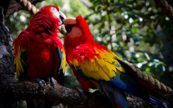 A vibrant HD desktop wallpaper featuring two scarlet macaws perched on a branch, showcasing their striking red and yellow plumage amidst a lush green background.