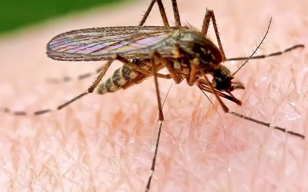 Close-up HD desktop wallpaper of a mosquito feeding on skin, showcasing detailed wings and body textures in vivid clarity.