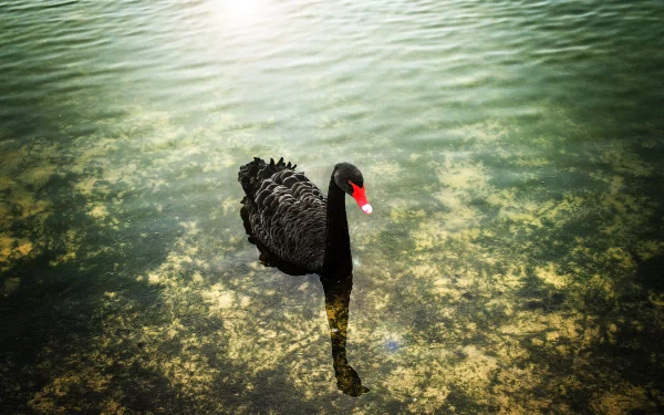 A striking black swan glides gracefully across a serene, reflective water surface, creating a captivating HD desktop wallpaper and background.