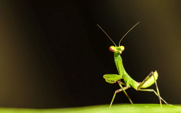 Animal praying mantis HD Desktop Wallpaper | Background Image