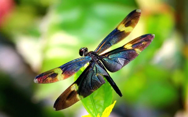 A vibrant dragonfly with multicolored wings rests on a leaf, showcasing intricate patterns against a blurred green background. This HD image serves as a stunning desktop wallpaper.