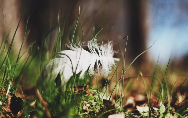 photography feather HD Desktop Wallpaper | Background Image