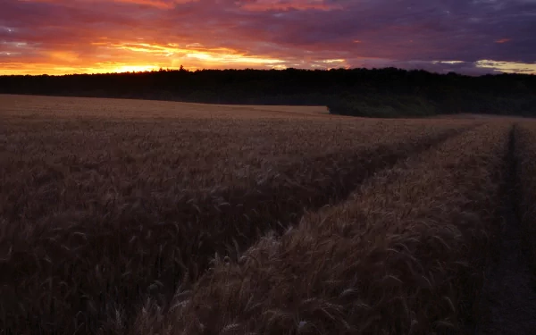Nature field at dusk: golden wheat rows under a dramatic purple-orange sunset, 2K Quad HD PC desktop wallpaper and background.