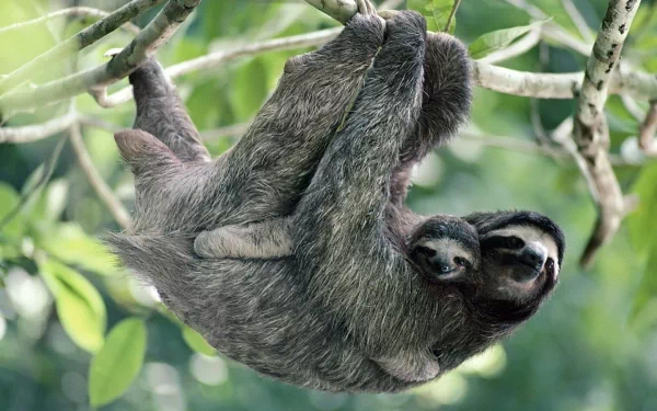 HD PC desktop wallpaper and background of a three-toed sloth (animal) hanging upside down from a tree branch amid lush green foliage.