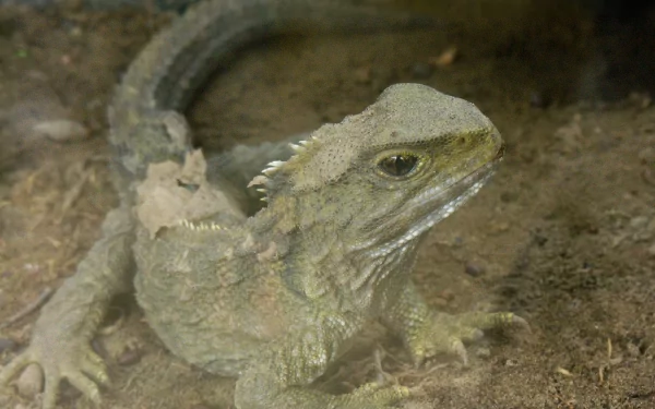 lizard Animal tuatara HD Desktop Wallpaper | Background Image