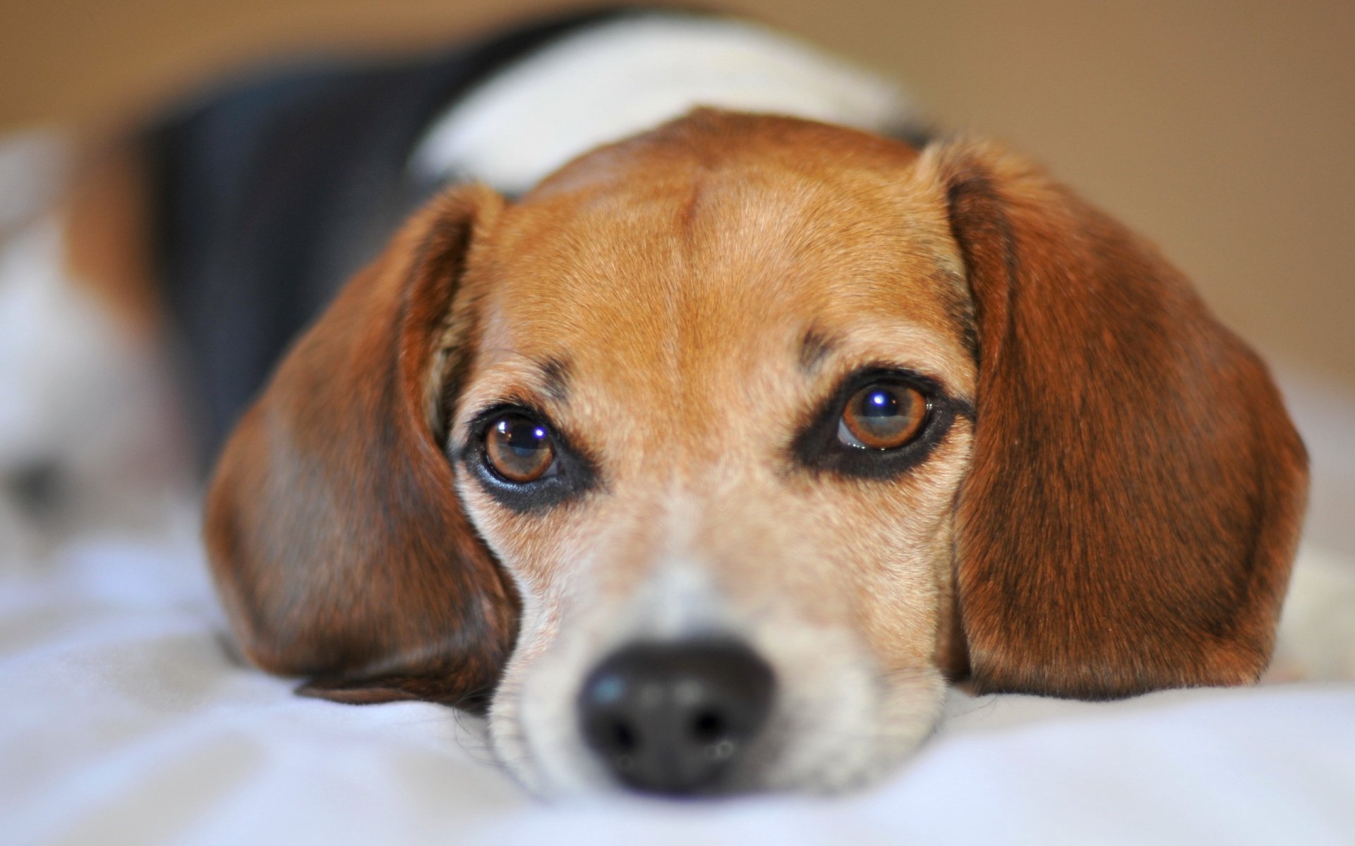 A close-up of a beagle resting with its head on a soft surface, showcasing its expressive eyes and warm, brown fur. This HD image serves as a charming desktop wallpaper.