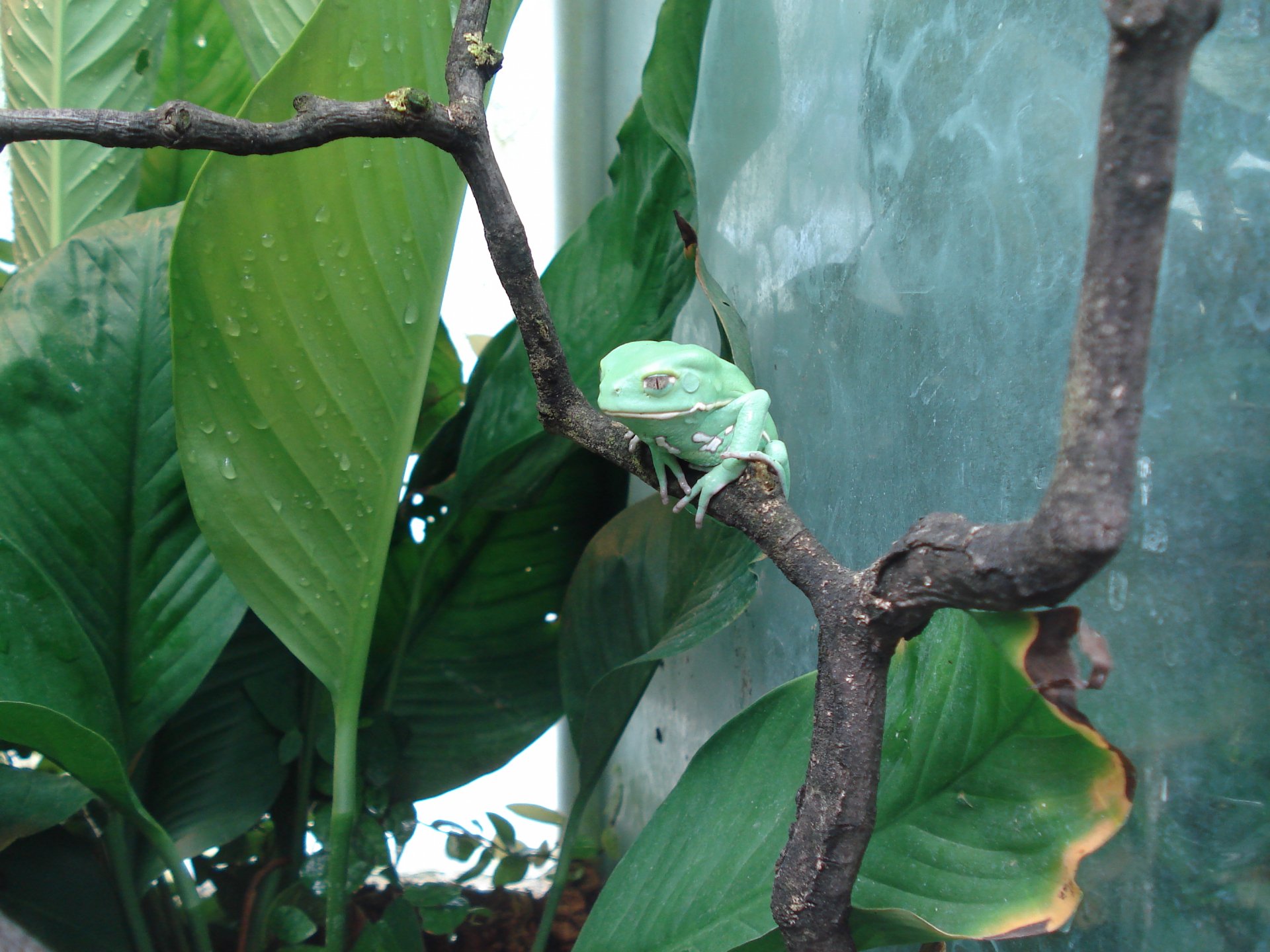 Download Animal Frog HD Wallpaper
