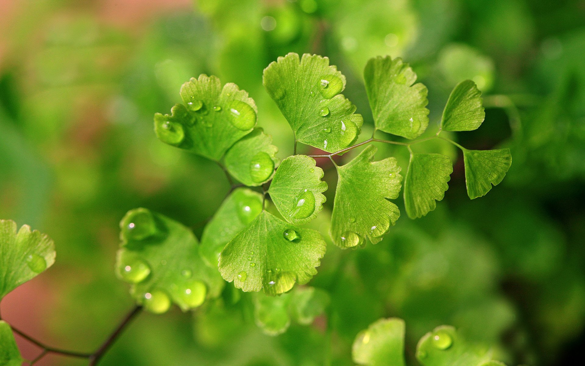 Close-up of vibrant green leaves adorned with glistening water droplets, capturing the beauty of nature. This HD image serves as a stunning desktop wallpaper and background.