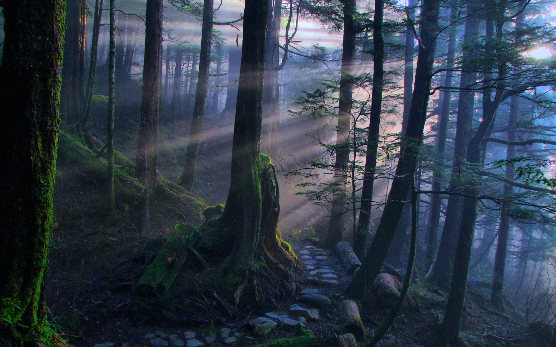 A serene forest path bathed in sunbeams, highlighting the rich greens and earth tones of nature. This stunning HD image serves as an immersive desktop wallpaper.