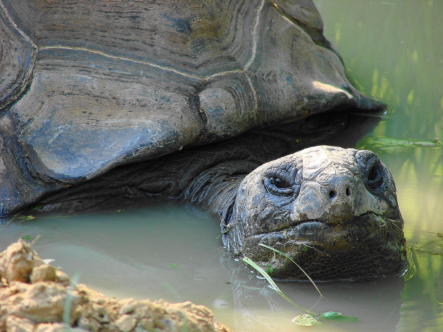 Download Animal Aldabra Giant Tortoise Wallpaper