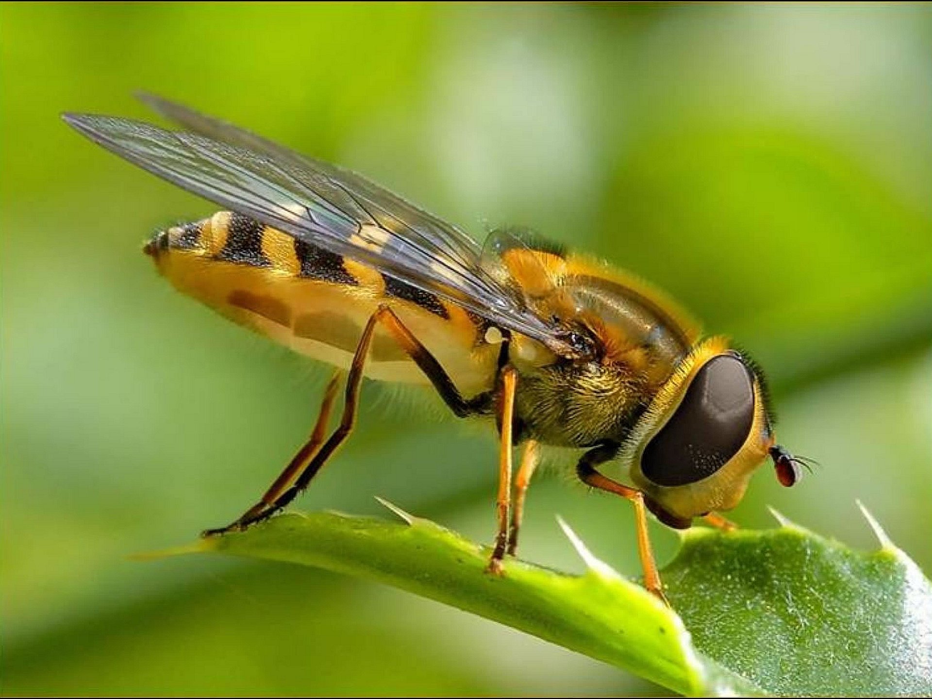 Download Animal Hoverfly HD Wallpaper