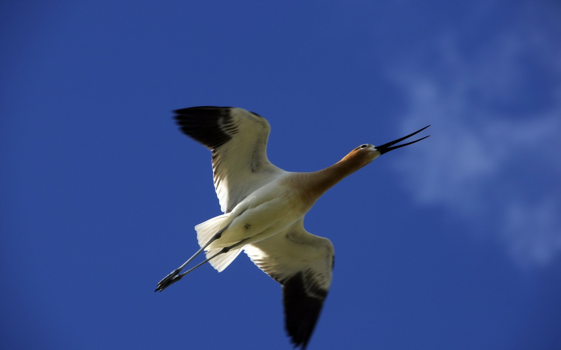 HD PC desktop wallpaper of a bird in flight against a clear blue sky, capturing the grace and detail of the animal in motion.