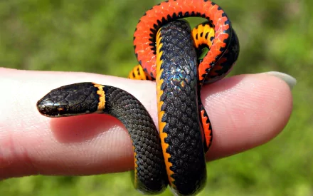 A close-up HD desktop wallpaper of a vibrant snake wrapped around a finger, showcasing its striking black and orange scales. The blurred green background enhances the snake's vivid colors.