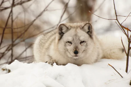 A serene HD wallpaper of a fox resting in the snow, surrounded by soft white snow and hints of branches, showcasing the beauty of wildlife in a winter landscape.