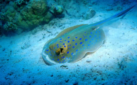 HD desktop wallpaper featuring a bluespotted stingray resting on the ocean floor, showcasing its vibrant blue spots and smooth body in clear underwater surroundings.