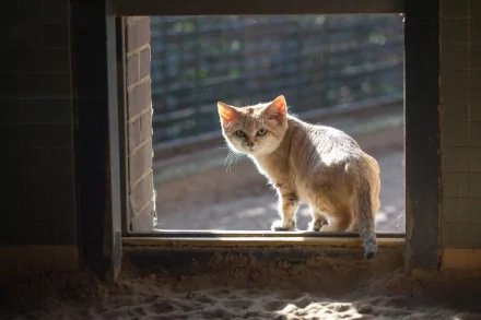 Animal sand cat HD Desktop Wallpaper | Background Image