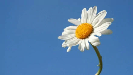 A vibrant daisy stands against a clear blue sky, showcasing its white petals and bright yellow center, making an inviting HD PC desktop wallpaper and background.