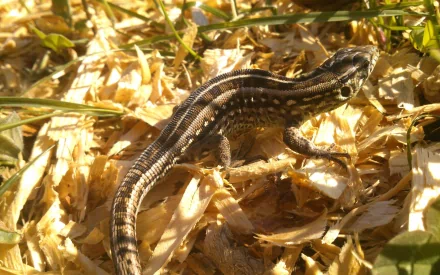 HD desktop wallpaper featuring a close-up of a lizard resting among dry leaves and grass in its natural habitat.